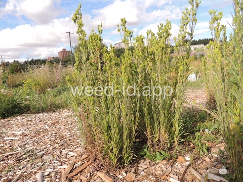 tarweed, cluster